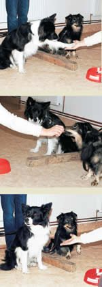 Fernanda Assef e Rodrigo Cardoso