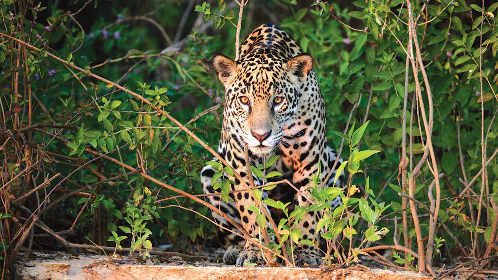 Desejo animal de extinção