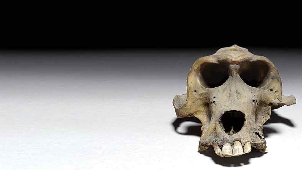 O enigma dos crânios de babuínos