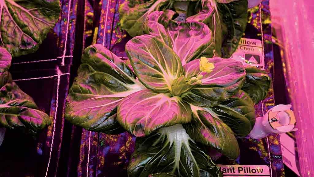 Horta espacial